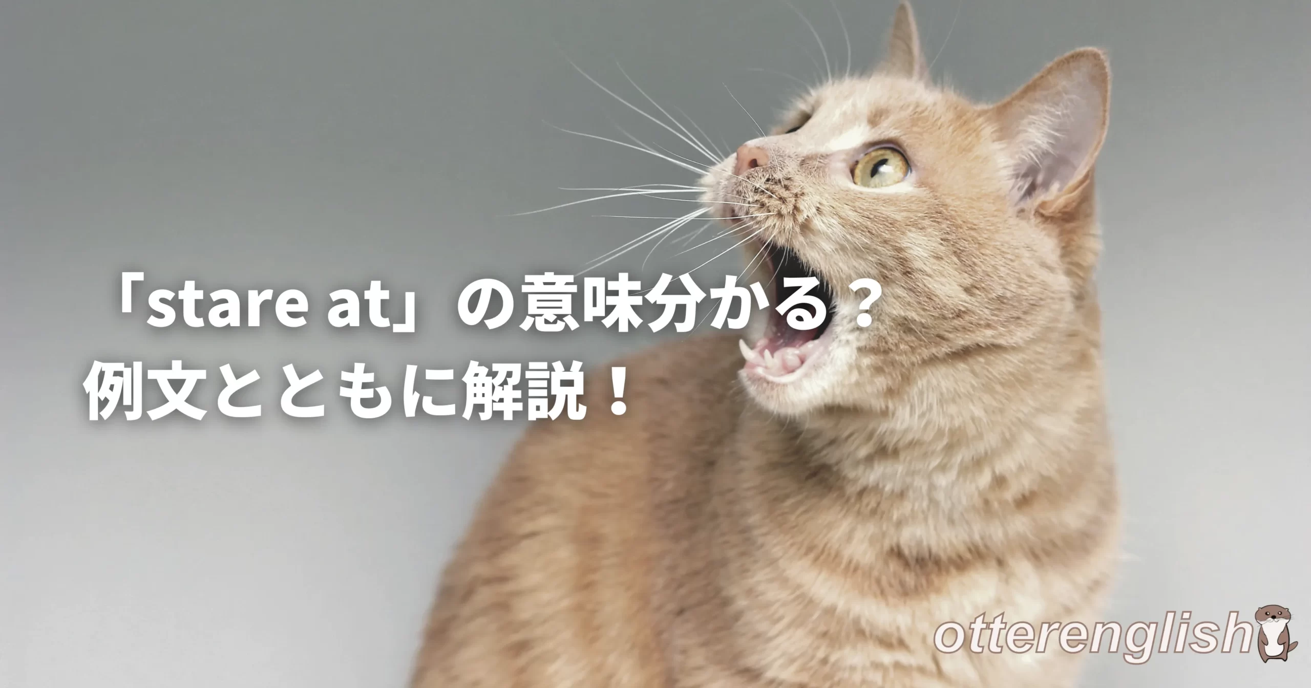 stare atを表した猫がびっくりして何かを見ている画像
