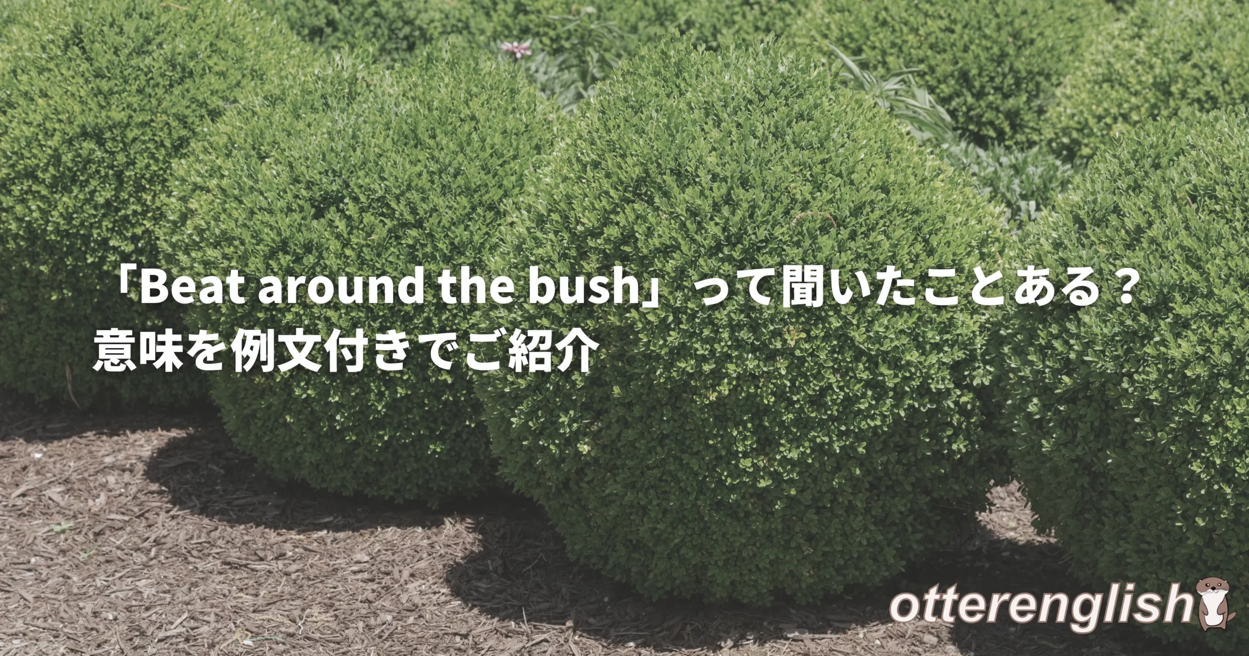 beat around the bushを表した茂みの画像