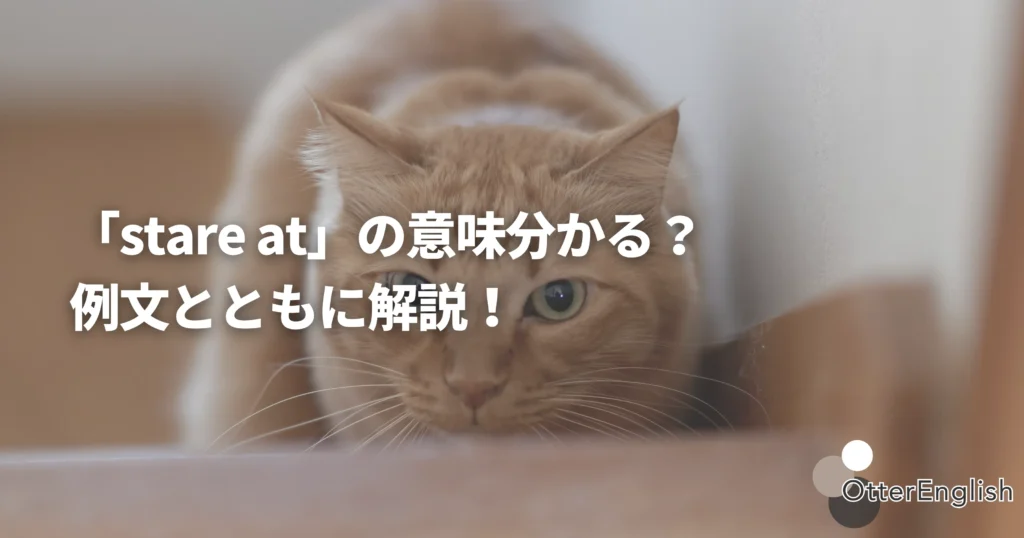 何かを見つめている猫