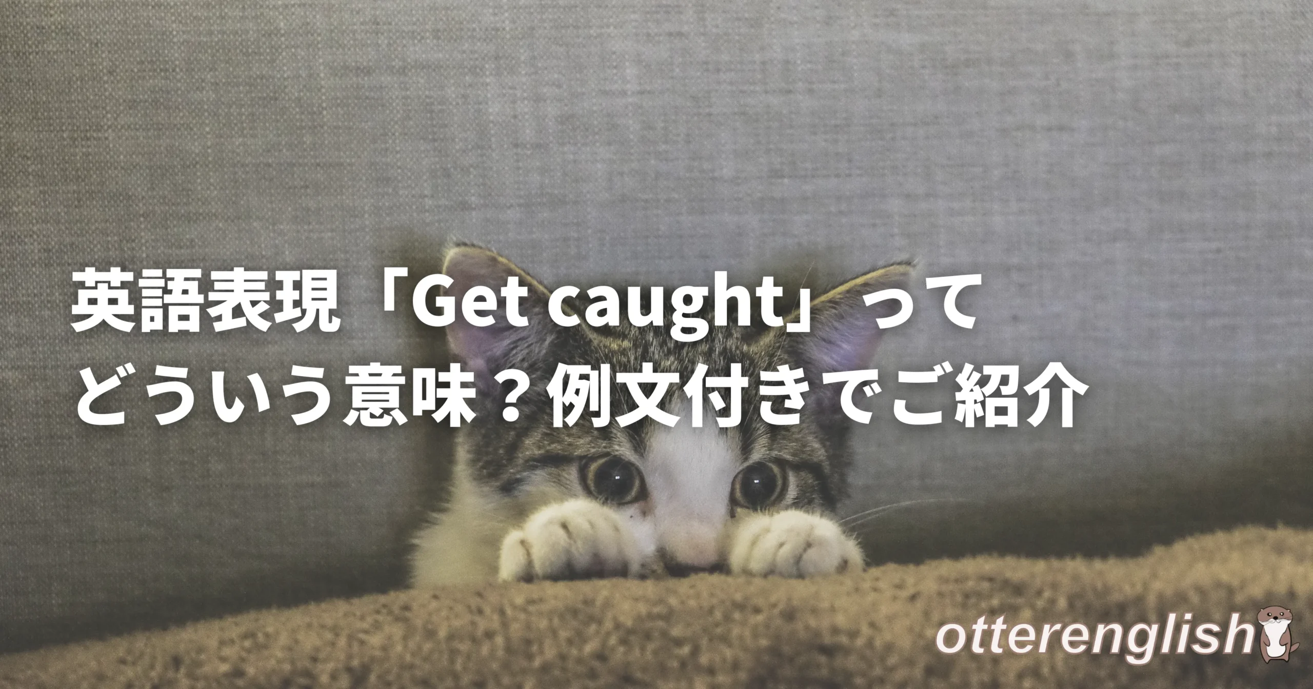 悪戯がバレた猫の画像